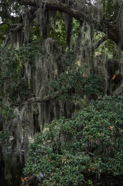 Španělský mech tlustá na Live Oak Tree — Stock fotografie