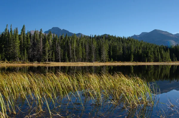 Grass in Colorado Lake — Stock Photo, Image