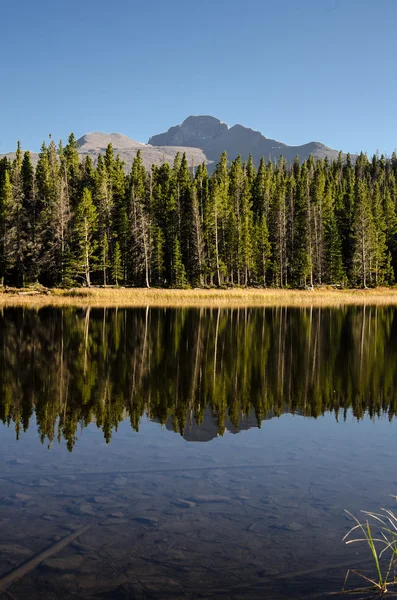 Árboles de pino se reflejan en el lago vertical —  Fotos de Stock