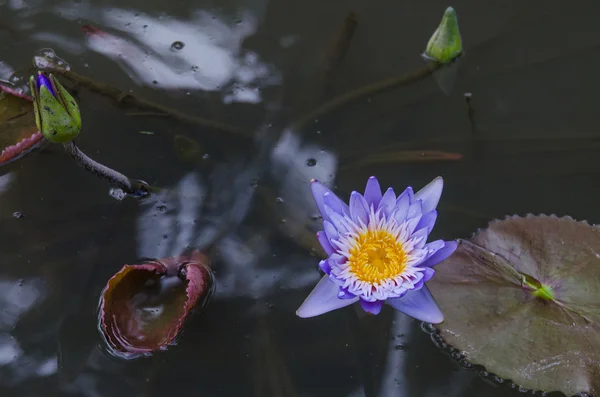 Фіолетова квітка лотоса в ставку — стокове фото