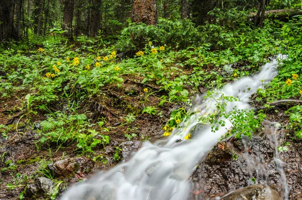 Dlouhá expozice Creek prostřednictvím žluté květy — Stock fotografie