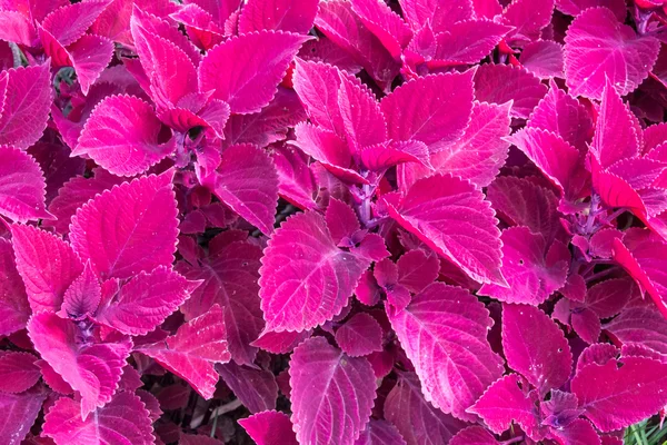 Розовые листья фона — стоковое фото