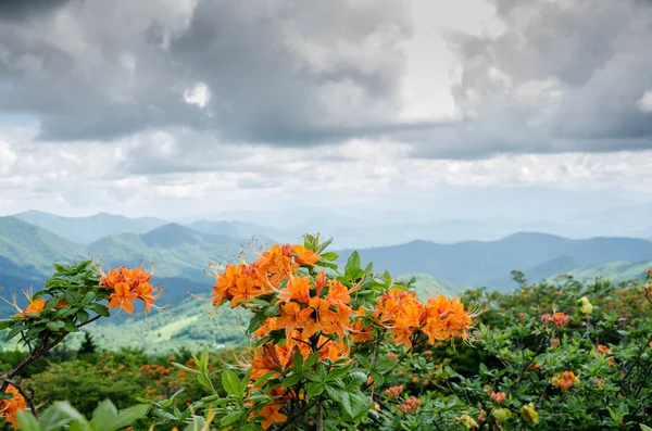 Azálea chama com cumeeira no fundo — Fotografia de Stock