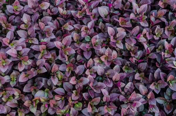 Фиолетовый цвет листьев — стоковое фото