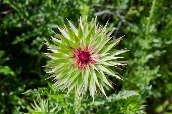 Close up of Unopened Thistle — Stock Photo, Image