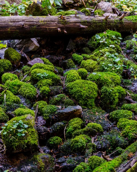Moss та увійти в Колорадо ліс — стокове фото
