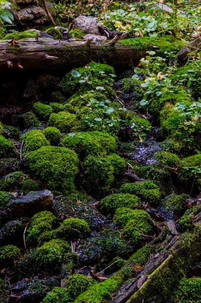 Moss y helechos en las montañas de Colorado — Foto de Stock