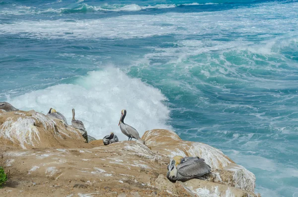 La Jolla içinde kaya üzerinde dinlenme Pelikan