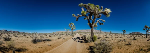 Joshua ağaçlar olan Sandy çöl yol Panoraması