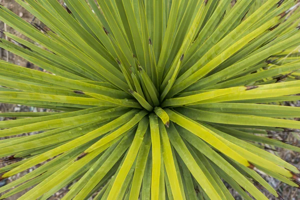 Ser ner på unga Joshua Tree — Stockfoto