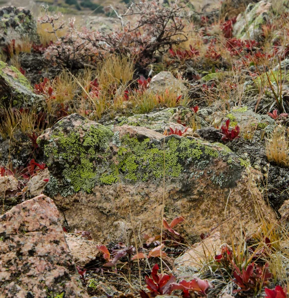 Lichen sobre roca y pincel rojo —  Fotos de Stock