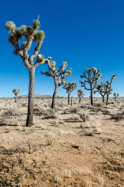 Skupina Joshua stromy v otevřené poušti vertikální — Stock fotografie