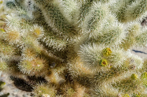 Κοντινό πλάνο του Cholla Cactus — Φωτογραφία Αρχείου