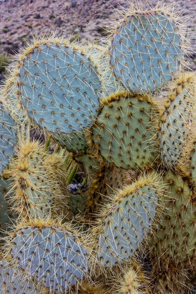 Cactus dopo la pioggia — Foto Stock