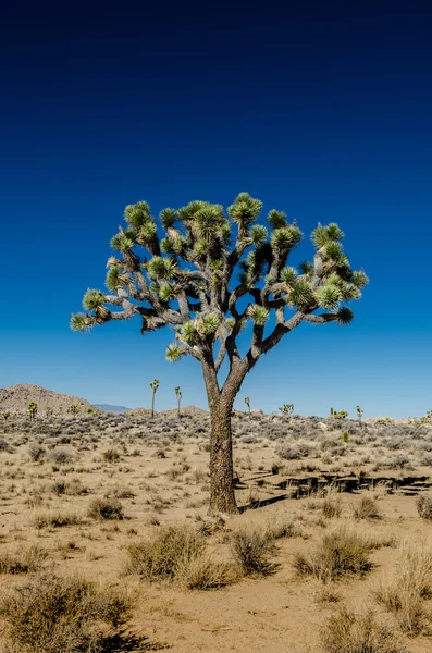 Joshua Tree Seul par temps clair — Photo