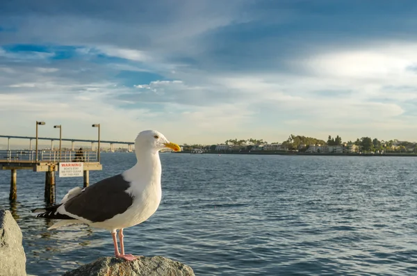 Gaivota em rochas viradas para a direita — Fotografia de Stock