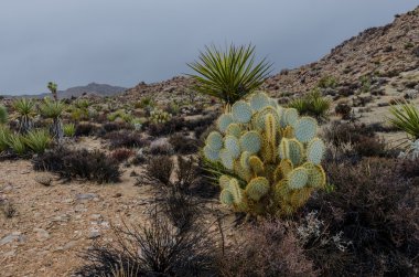 Kaktüs yağmurlu gün kayalık çölde