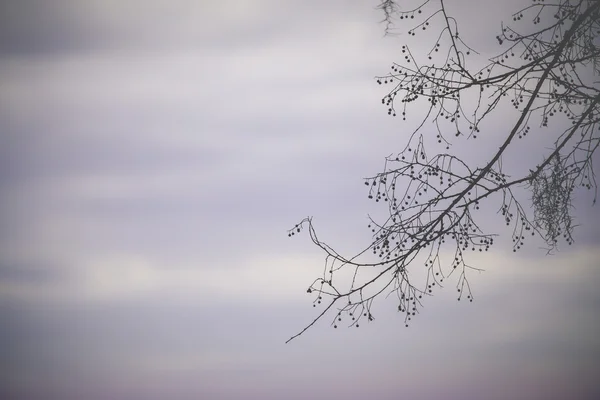 Tree Branch & Purple Sky — Stock Photo, Image