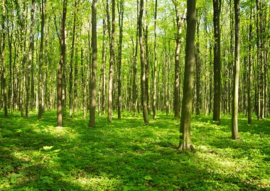 Doğa yeşil ahşap güneş ışığı arka planı.