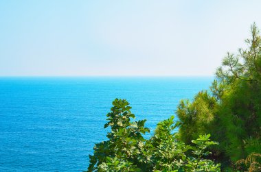 Çam ağacı dalları ile turkuaz deniz arka plan, Akdeniz 