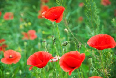 Kırmızı gelincikler tarlası