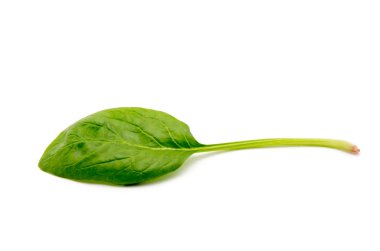 beyaz zemin üzerine yeşil ıspanak yaprağı