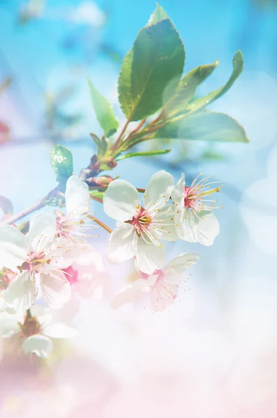 Spring branch with white flowers — Stock Photo, Image