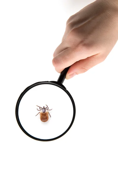 Health danger - disease-carrier ticks — Stock Photo, Image