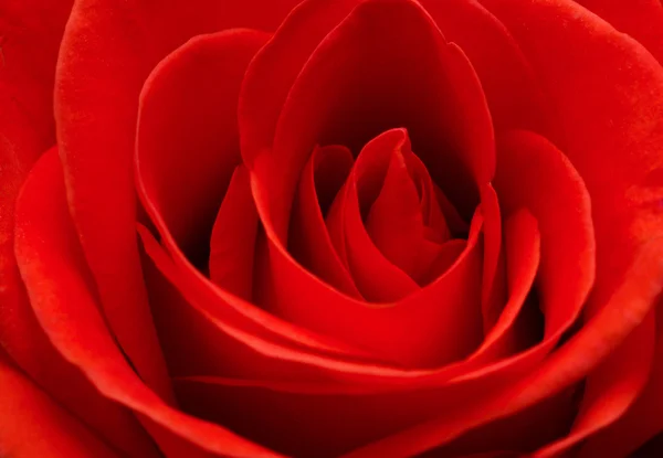 Fechar macro de uma rosa vermelha — Fotografia de Stock