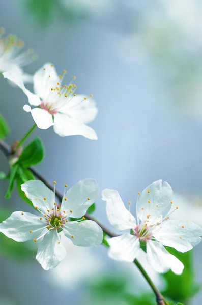 Квітка білої вишні навесні — стокове фото