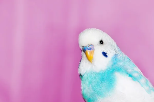 Niebieski papugi w domu — Zdjęcie stockowe