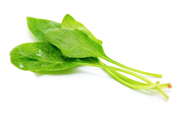 Spinach on a white background — Stock Photo, Image