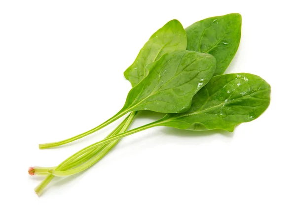 Spinach on a white background — Stock Photo, Image