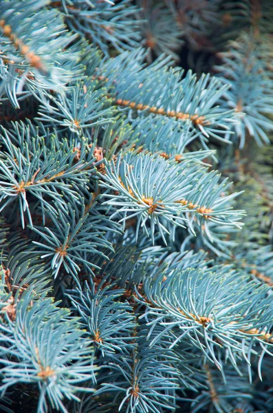 Branches Blue Fir Tree Background — Stock Photo, Image