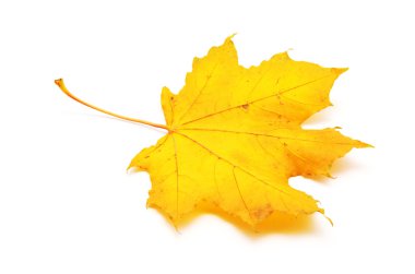 Sonbahar akçaağaç yaprağı beyaz arkaplanda izole edildi