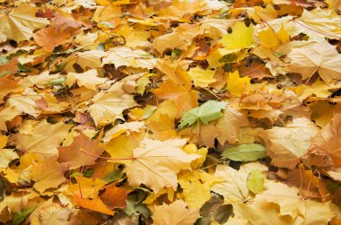 Akçaağaç arkaplan dokusunu terk eder