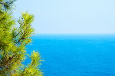 Turkuaz deniz zeminli çam ağacı dalları Akdeniz doğası
