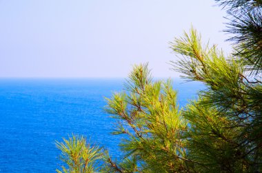 Turkuaz deniz zeminli çam ağacı dalları Akdeniz doğası
