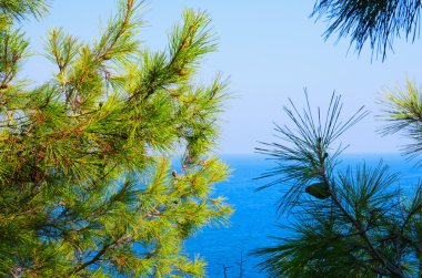 Çam ağacı dalları ile turkuaz deniz arka plan, Akdeniz 