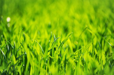 Bir tarladan yeşil çimen dokusu