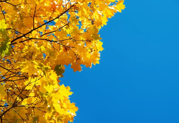 Folhas de outono com o fundo azul do céu — Fotografia de Stock