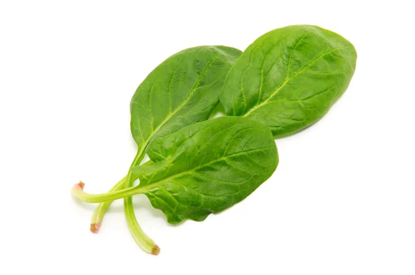 Spinach on a white background — Stock Photo, Image