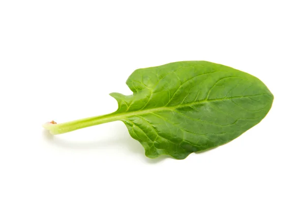 Foglia di spinaci verdi su sfondo bianco — Foto Stock