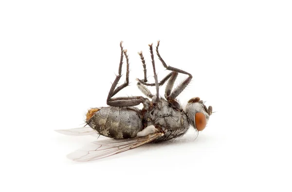 Martwa mucha odizolowana na białym tle — Zdjęcie stockowe
