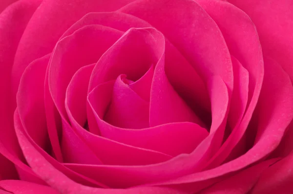 Fechar macro de uma rosa rosa — Fotografia de Stock