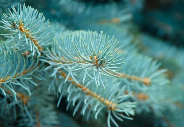 Branches of blue fir tree. Background — Stock Photo, Image