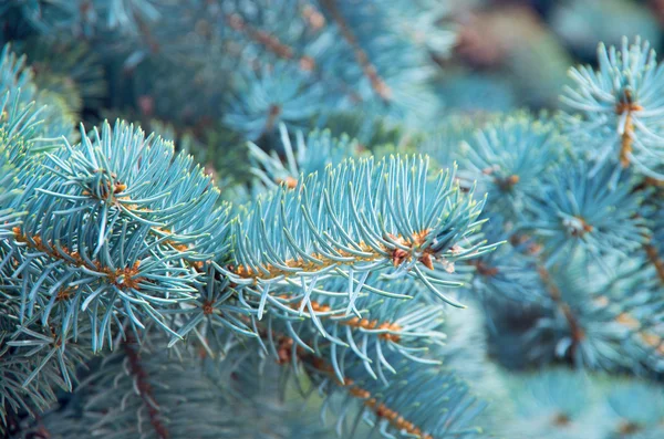 Branches de sapin bleu. Contexte — Photo