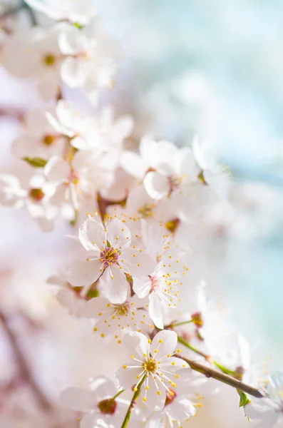 Квітка білої вишні навесні — стокове фото