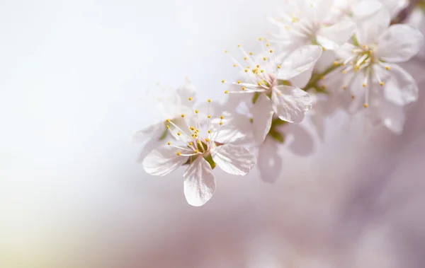Biały wiśnia drzewo kwiat wiosną — Zdjęcie stockowe