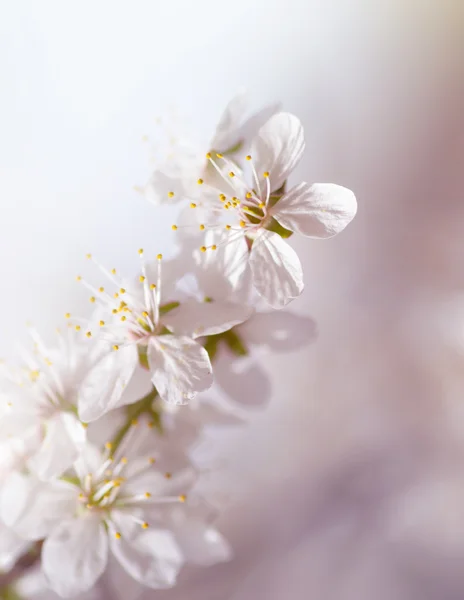 Hvide kirsebær træ blomst i foråret - Stock-foto